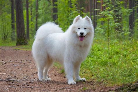 polar bear dog|More.